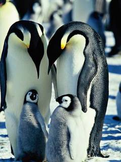 Animal Wallpapers 0013